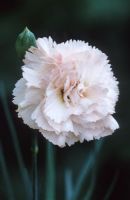 Dianthus 'Widecombe' - Carnation