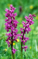 Dactylorhiza mascula syn. Orchis mascula - Early purple orchid -  growing in the meadow at Great Dixter