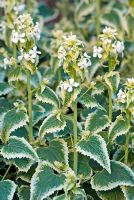 Lunaria annua var albiflora 'Alba Variegata'