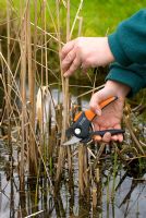 Pruning the dead stems of Typha latifolia - Bull Rushes with secateurs in the spring