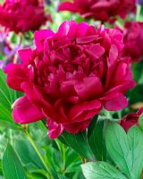 Paeonia 'Felix Crousse'