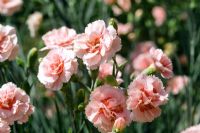 Dianthus 'Doris'