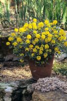 Brassica 'Balearica' in terracotta pot