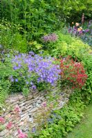 Helianthemum 'Cerise Queen' and Geranium 'Johnsons Blue' growing on top of stone wall - Hillesley House, Gloucestershire  