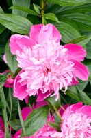 Pink Peony - Hillesley House, Gloucestershire