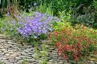 Helianthemum 'Cerise Queen' and Geranium 'Johnsons Blue' growing on top of stone wall