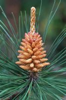 Pinus densata 