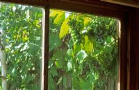 Young grape Vitis 'Boskoop Glory' seen through shed window