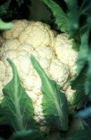Brassica oleracea var botrytis - Cauliflower