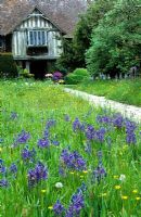 Camassia quamash in front meadow at Great Dixter with house beyond