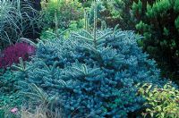 Abies pinsapo 'Horstmann' - Spanish Fir - Conifer with blue foliage and cobweb in border