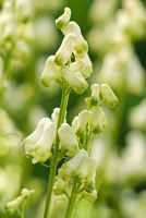 Aconitum Ivorine - Aconites