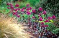 Allium hollandicum 'Purple Sensation' and Heuchera 'Prince' in border