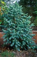Cunninghamia lanceolata 'Glauca' - China fir