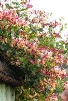 Lonicera x americana - Honeysuckle on the roof of a shed