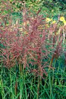 Miscanthus sinensis 'Rotsilber' - Chinese silver grass