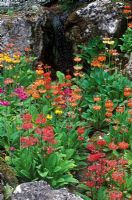 Mixed Candelabra Primulas in damp rock garden
