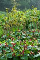 Trillium erectum and Osmunda regalis 'Cristata'