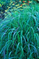 Panicum virgatum 'Rehbraun' - Switch grass