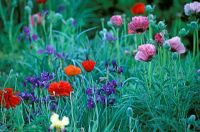 Papaver orientale 'Lauren's Lilac' with Papaver orientale 'Peter Pan' and Iris sibirica 'Shirley Pope' - Water Meadow Nursery, Hampshire

