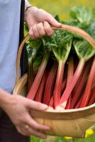 Rheum x hybridium 'Grandad's Favourite' - Rhubarb in trug