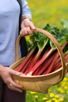 Rheum x hybridium 'Grandad's Favourite' - Rhubarb in trug