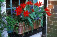 Tulipa praestans 'Van Tubergen's Variety' and Muscari armeniacum in container on window-ledge