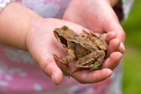 Young girl holding a common frog