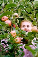 Malus 'Hofingers Himbeerapfel' - Girl picking apples