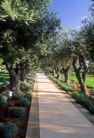 Olea europaeus - Olives trees lining path, 
Lebanon