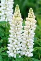 Lupinus 'Noble Maiden'