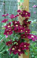 Clematis 'Warszawska Nike' syn. 'Warsaw Nike'