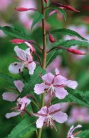 Epilobium angustifolium 'Stahl Rose' - Willow herb
