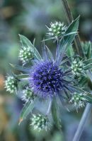 Eryngium planum 'Blaukappe'