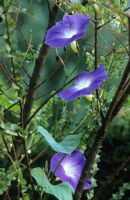 Ipomoea tricolor 'Heavenly Blue' - Morning Glory growing through acacia