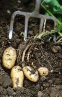 Digging up Potato 'Belle de Fontenay' - Solanum tuberosum with a fork