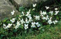 Viola odorata growing in cracks between paving and grass at Great Dixter - English violet