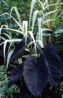 Summer combination with Colocasia esculenta 'Black Magic' (Taro) with Plectranthus madagascariensis 'Variegated Mintleaf' and Arundo donax var. versicolor syn. 'Variegata' in the exotic garden at Great Dixter