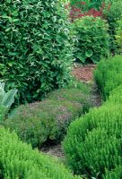 Herb garden with Laurus, Thymus and Hyssop - Iden Croft