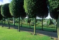 Allee of topiarised Quercus ilex - Evergreen Holm Oaks lining path in large formal garden open to the public - Hatfield House, Hertfordshire