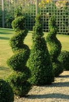 Topiarised Buxus spirals and pyramids dividing lawn and gravel path - Bourton House, Glos 