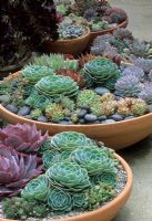 Shallow terracotta bowls of Echeveria with pebble mulch