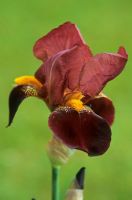 Bearded Iris



