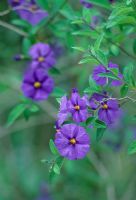 Solanum rantonnettii - Lycianthes rantonnettii - Villa Roquebrune, France