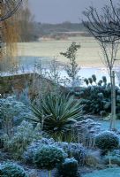 Hoar frost on Yucca, Euphorbia characias, Sedum heads, Buxus spheres and Phlomis in border with countryside beyond 

