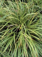 Carex morrowii 'Fisher's Form', syn. Carex morrowii 'Fisher'