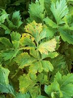 Septoria apiicola - Celery leaf spot 