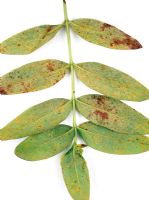 Melampsora hypericorum - Hypericum rust on Hypericum