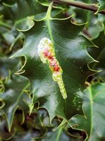 Phytomyza ilicis - Blotch mine on Ilex aquifolium 

