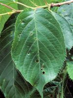 Shothole on Prunus - Holes in leaf caused by fungal/bacterial pathogen 


